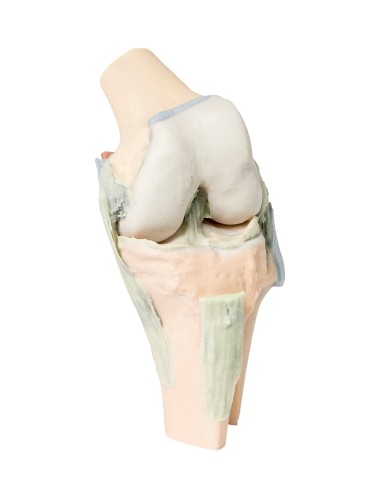 Articulación de la rodilla, flexionada - Erler Zimmer 3D anatomy Series MP1800