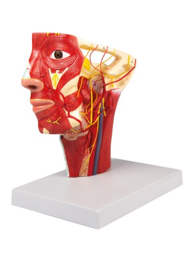 Anatomical model of arteries of the head Erler Zimmer C130