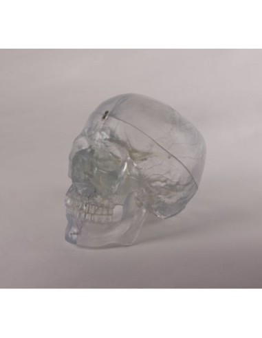 Erler Zimmer, transparent skull model, decomposable into 3 parts