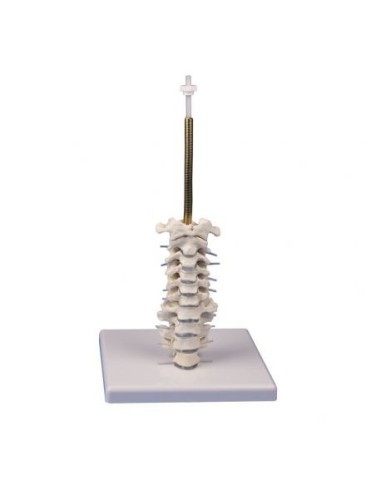 Erler Zimmer, Colonna vertebrale cervicale, su cavalletto 4532