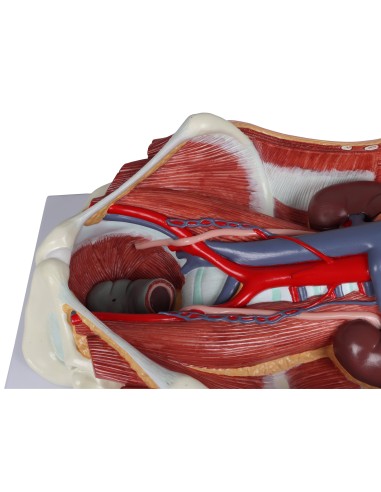 Anatomical model of bisexual urinary system in 6 parts Erler Zimmer K569