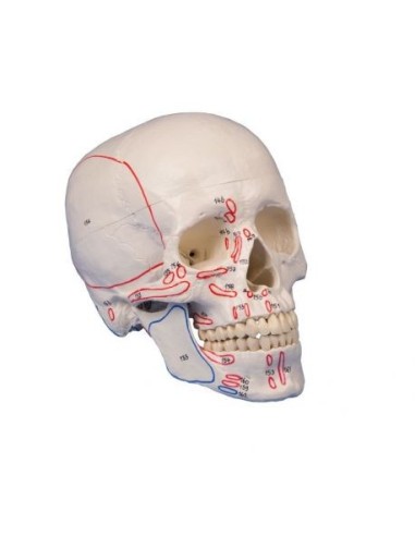 Erler Zimmer, Skull, classical model, with muscle insertions, decomposable into 3 parts 4509