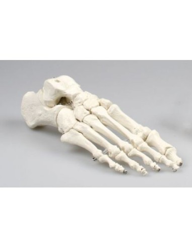 Erler Zimmer, anatomical model of foot skeletal joint 6050