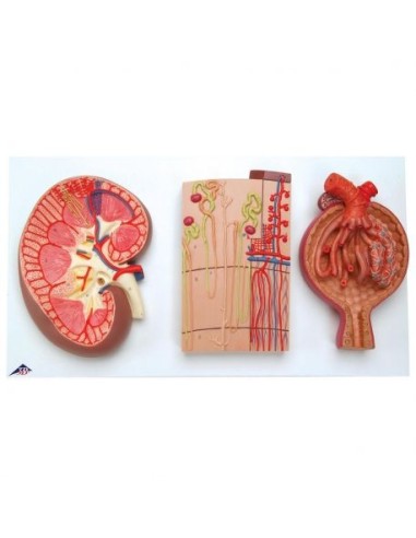 Anatomical model of section of the kidney, nephron, blood vessels and renal corpuscle, k11