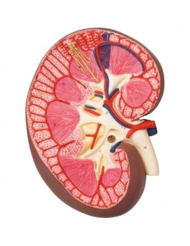 Modello anatomico di sezione del rene longitudinale, ingrandito 3 volte K10