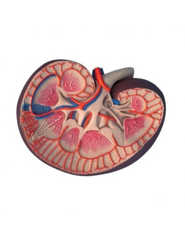 Anatomical model of longitudinal kidney section, enlarged 3 times K09