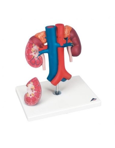 Anatomical model of kidneys with blood vessels, decomposable into 2 parts K22/1