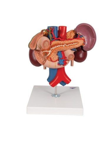 Anatomical model of kidneys with organs of the upper abdomen, in 3 parts K22/3