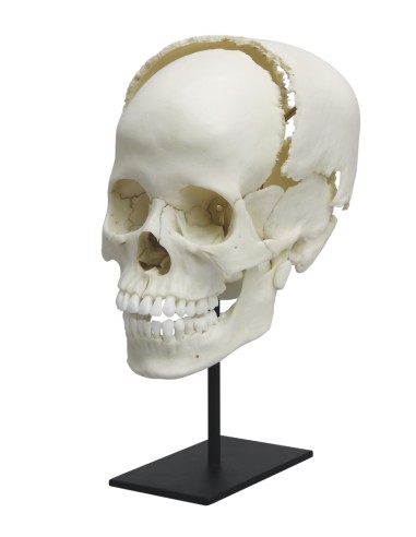 Cranio articolato per studi di anatomia umana Linea Premium EZ4705