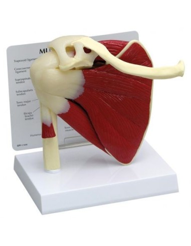 Anatomic functional model of rotator cuff 3B Scientific W42005