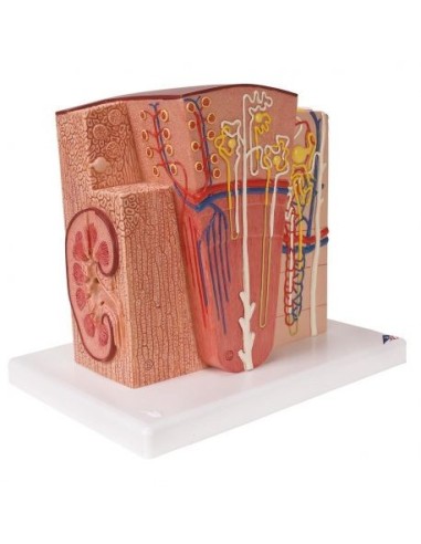 Anatomical model of kidney 3B MICROanatomy K13