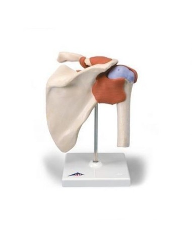 Luxury functional anatomical model of the shoulder joint 3B Scientific A80/1