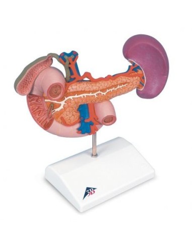 Modèle anatomique des organes postérieurs de la partie supérieure de l'abdomen K22/2