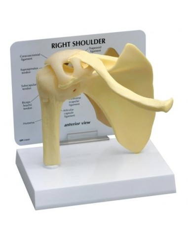 Basic shoulder joint model 3B Scientific 1019513