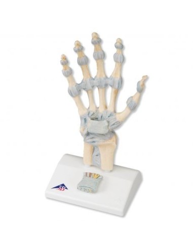 Model of hand skeleton with ligaments and carpal tunnel M33