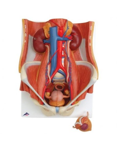 Anatomical model of urinary system, bisexual, in 6 parts, 3B Scientific K32