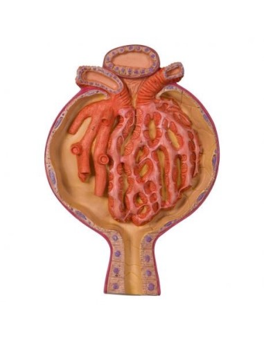 Anatomical model of renal corpuscle, magnified 700 times k10/2