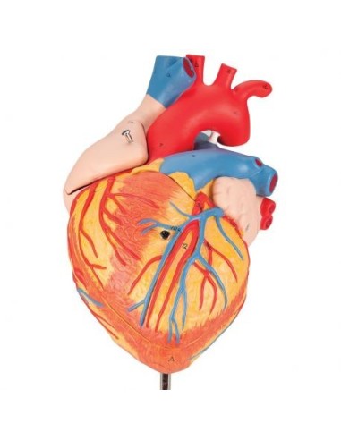 3B Scientic, Heart enlarged 2 times, decomposable into 4 parts G12