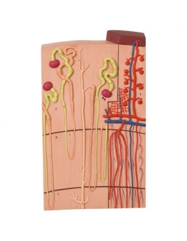 Anatomical model of nephron with blood vessels, magnified 120 times k10/1