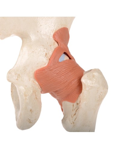 Luxury functional model of the hip joint 3B Scientific A81/1