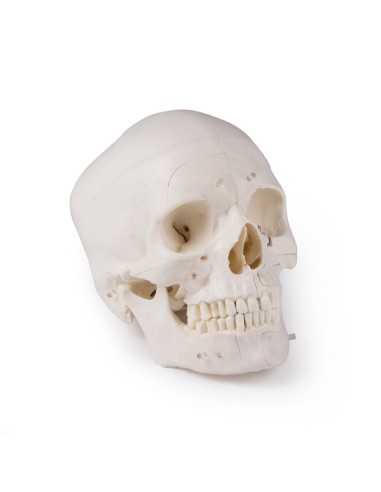 Luxury skull for advanced studies, in 14 parts Erler Zimmer 4800