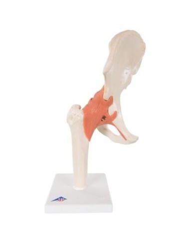 3B Scientific. Full-size hip joint A81