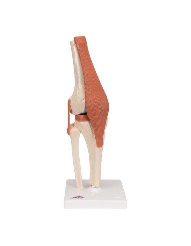 3B Scientific, luxury functional model of the A82/1 knee joint