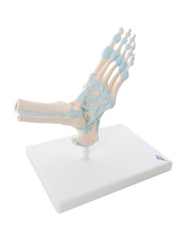 3B Scientific, modèle de squelette de pied, avec ligaments M34