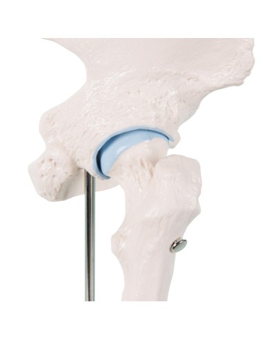 3B Scientific, A84/1 mini hip joint model with cross section