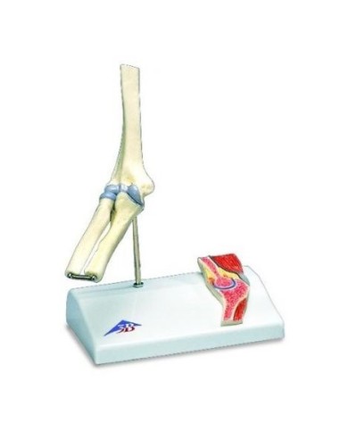 3B Scientific, mini elbow joint model with cross section, based on A87/1