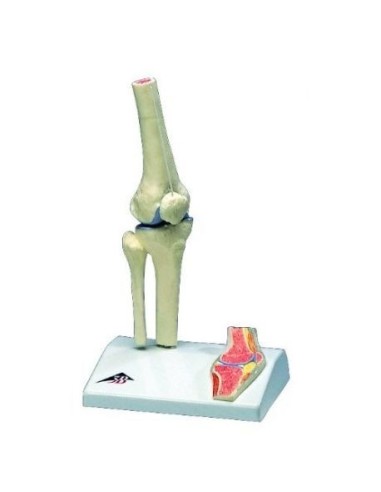 3B científico, modelo de mini articulación de rodilla con sección transversal, basado en A85/1