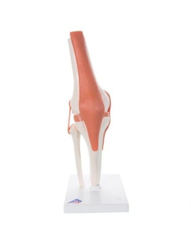 3B Scientific, Modelo anatómico de articulación de rodilla, modelo funcional A82