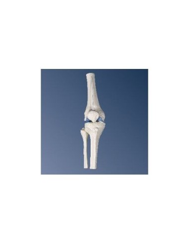 3B Científico, modelo anatómico de mini articulación de rodilla, sin base A85