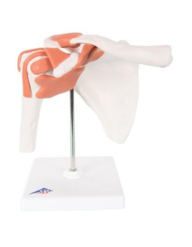 3B Scientific, Shoulder joint, functional model A80