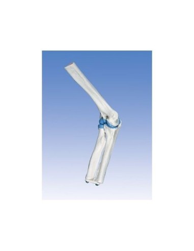 3B Scientific, anatomical model of mini elbow joint, without base A87