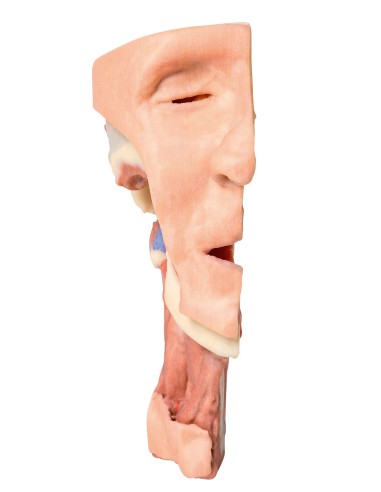 Tiefe Dissektion des Gesichts, Fossa infratemporalis - Erler Zimmer 3D-Anatomie Serie MP1665