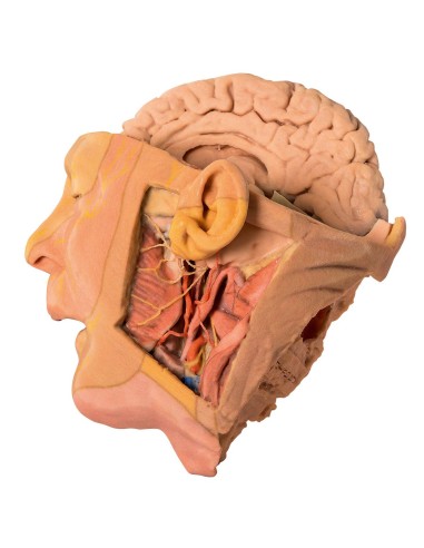 Dissection de la tête et du cou - Erler Zimmer 3D anatomy Series MP1660