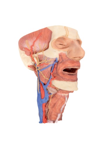 Testa e colonna viscerale del collo  - Erler Zimmer 3D anatomy Series MP1670