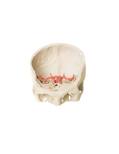 Polygone de Willis (cercle de Willis) - Erler Zimmer 3D anatomy Series MP1600