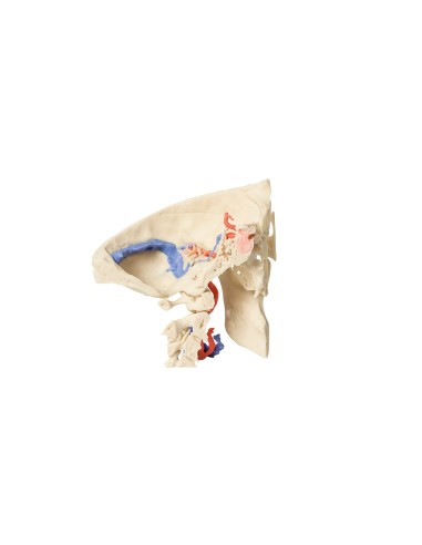 Anatomical model of temporal bone, in three parts - Erler Zimmer 3D anatomy Series MP1620