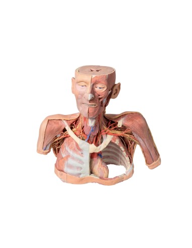 Kopf, Hals und Schultern mit Angiosomen - Erler Zimmer 3D-Anatomie Serie MP1250