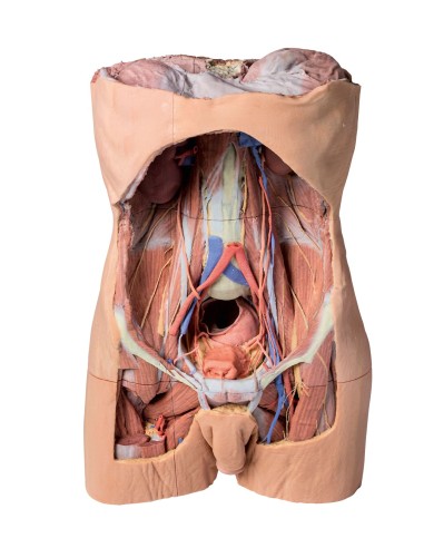 Parete Addominale posteriore - Erler Zimmer 3D anatomy Series MP1300