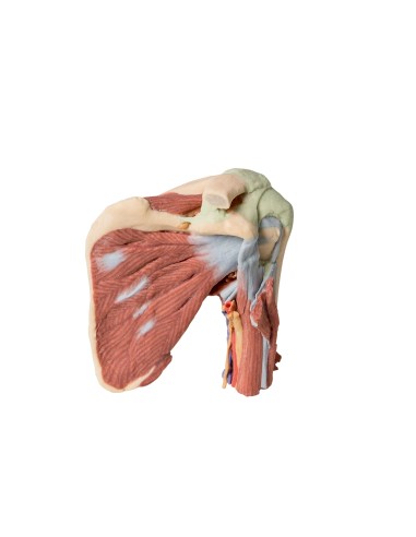 Deep dissection of the left shoulder - Associated musculature, nerves, and vessels - Erler Zimmer 3D anatomy Series MP1525