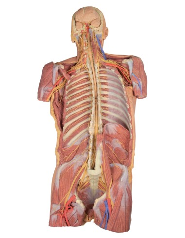 Dissezione profonda ventrale del corpo umano  (Vista posteriore) - Erler Zimmer 3D anatomy Series MP1410