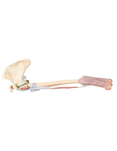 Dissection du membre supérieur - Biceps, os et ligaments - Erler Zimmer 3D anatomy Series MP1515