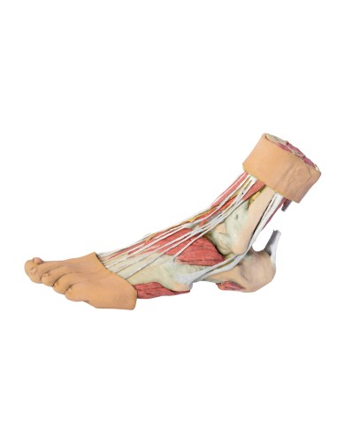 Structures of the plantar surface of the foot - Erler Zimmer 3D anatomy Series MP1900