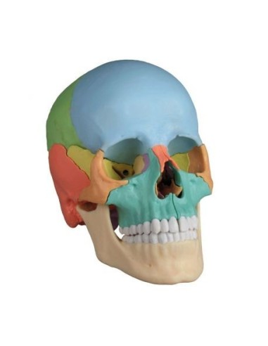 Erler Zimmer skull decomposable into 22 parts colored 4708