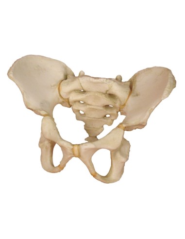 Erler Zimmer, pelvis model of a 5-year-old child 4051