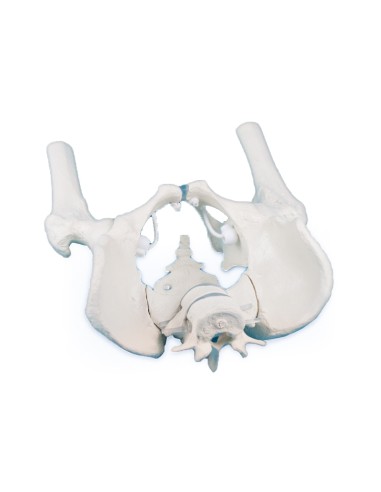 Erler Zimmer, anatomisches Modell eines männlichen Beckenskeletts mit zwei Lendenwirbeln und Oberschenkelstämmen 4057