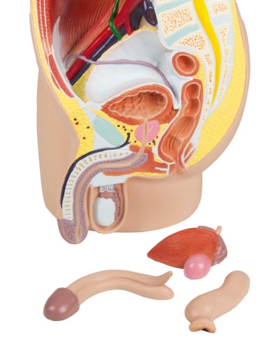 Erler Zimmer, anatomical model of male pelvis in 4 parts H211